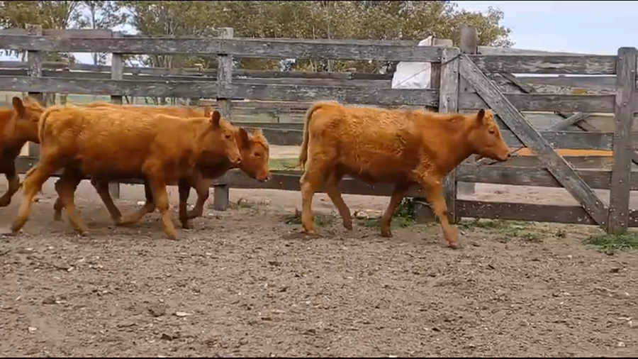 Lote 5 Terneras ANGUS a remate en Remate Presencial en OMBUES DE LAVALLE