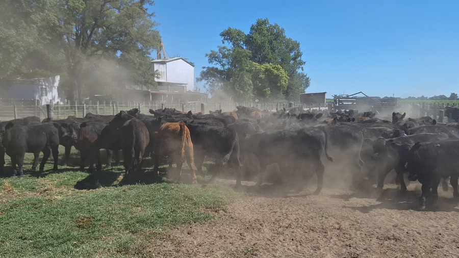 Lote 90 Terneros en Saladillo