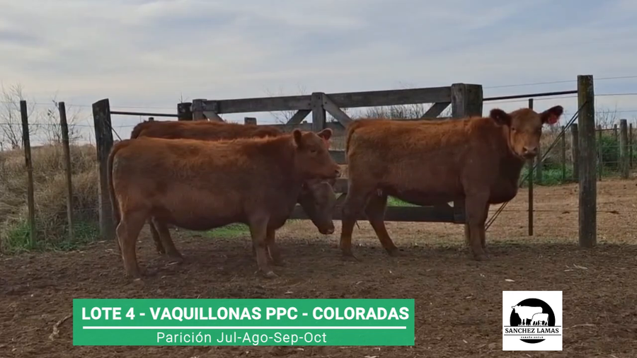 Lote VAQUILLONAS PPC COLORADAS