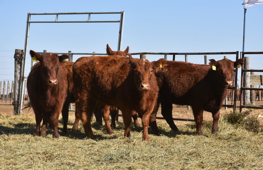 Lote VAQUILLONAS MAS CON GARANTÍA DE PREÑEZ (Corral 17)