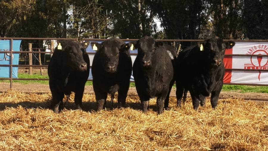 Lote TOROS ANGUS NEGROS PC