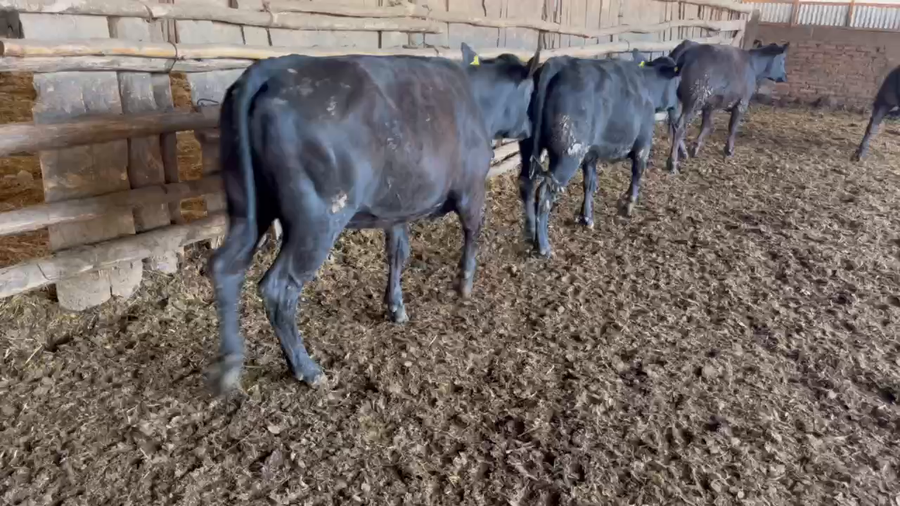 Lote 50 Vaquilla Engorda en San Carlos, XVI Región Ñuble