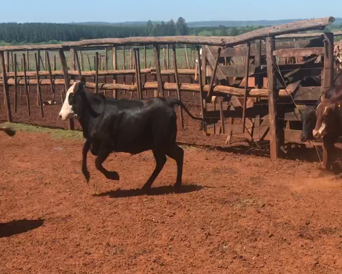 Lote 43 Novillitos y vaquillonas en Virasoro, Corrientes