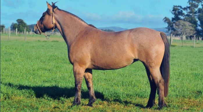 Lote CAÑADA NEGRITA II