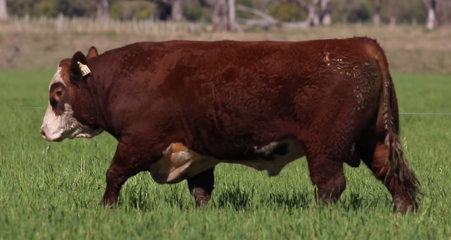 Lote Santa Maria de Arapey