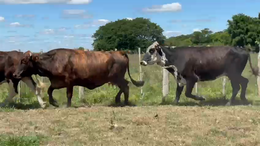 Lote 30 Vacas CUT preñadas