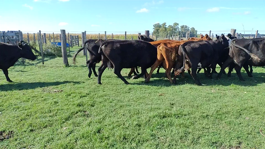 Lote 11 Vacas usadas preñadas