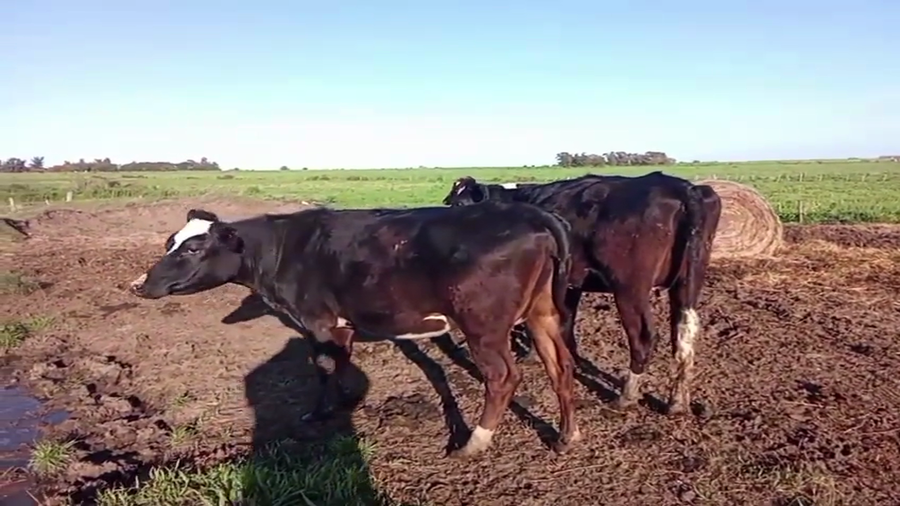 Lote 2 Vaquillonas  a remate en Pantalla Camy 400kg - , San José