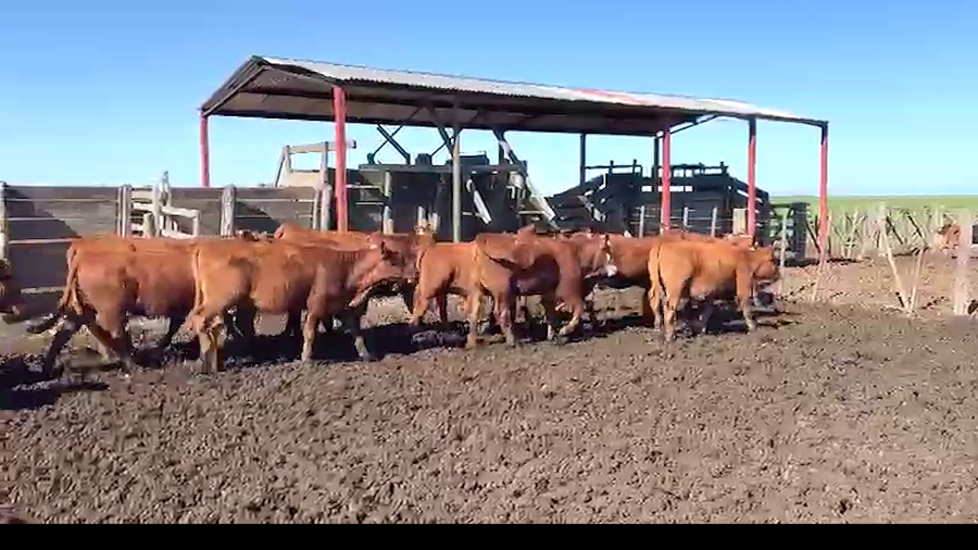 Lote 96 Terneras