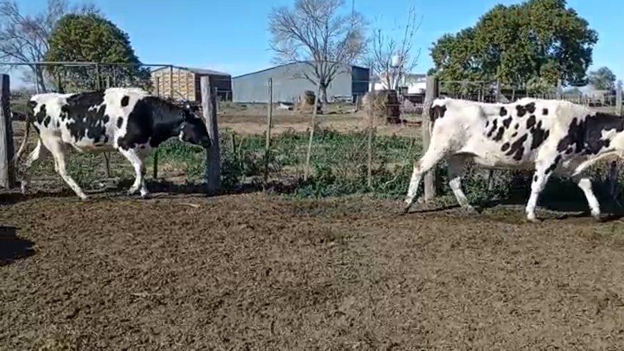 Lote Rene Bieler - Vaquillonas Para Entorar