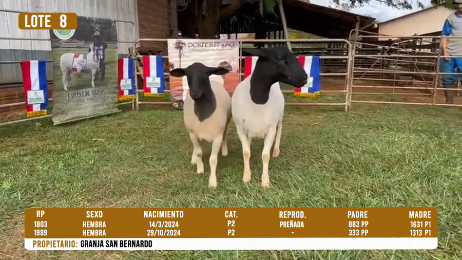 Lote LOTE 8