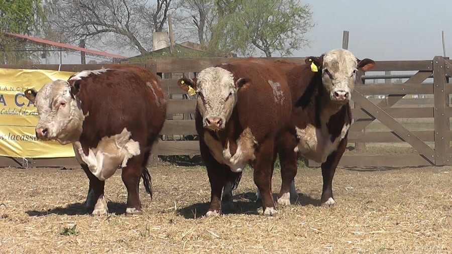 Lote TOROS POLLED HEREFORD PR
