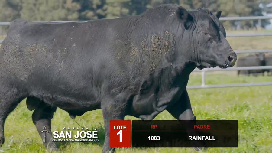Lote 2 Toros a remate en Hereford de Iguarán, Flores