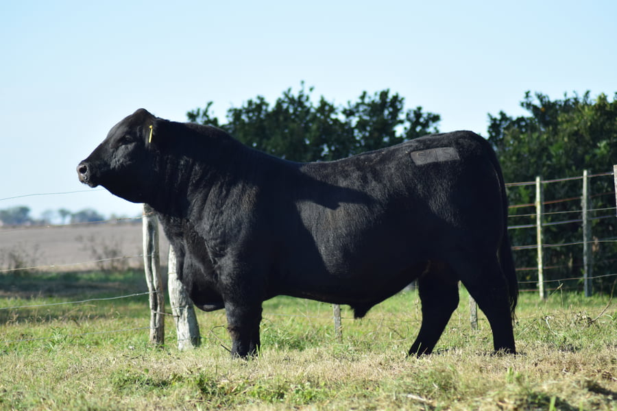 Lote 575 COURAGE CONDOR (negro)