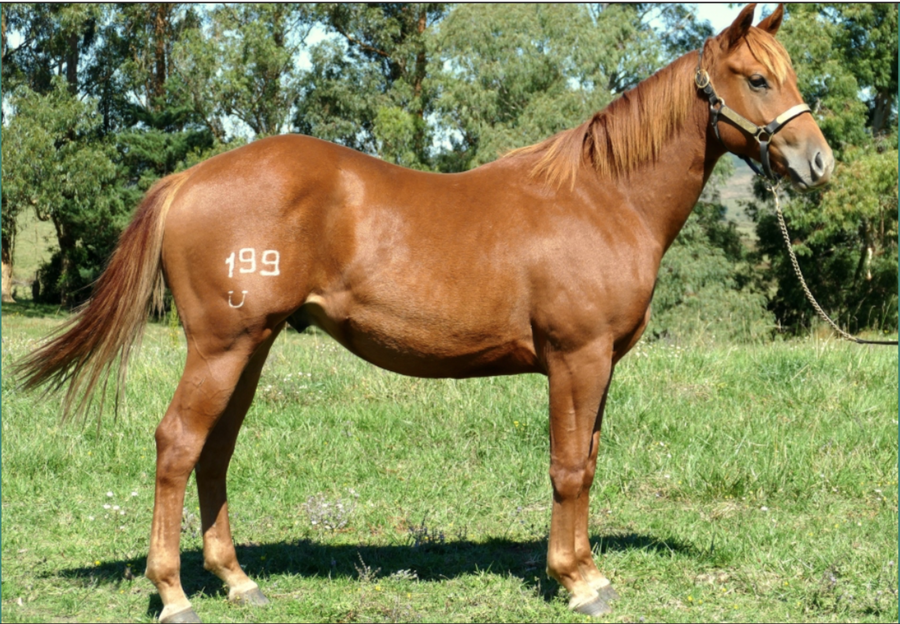 Lote VDA FLAMENCO DEL CIELO