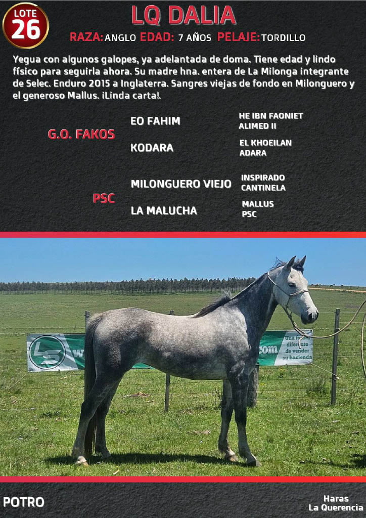 Lote LQ DALIA