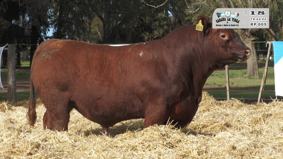 Lote TOROS PUROS CONTROLADOS