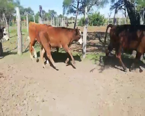 Lote 80 Terneros/as en Federal, Entre Ríos
