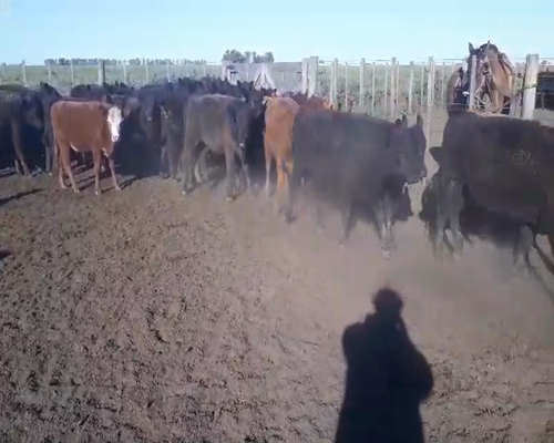 Lote 50 Terneras en Buenos Aires, Olavarría