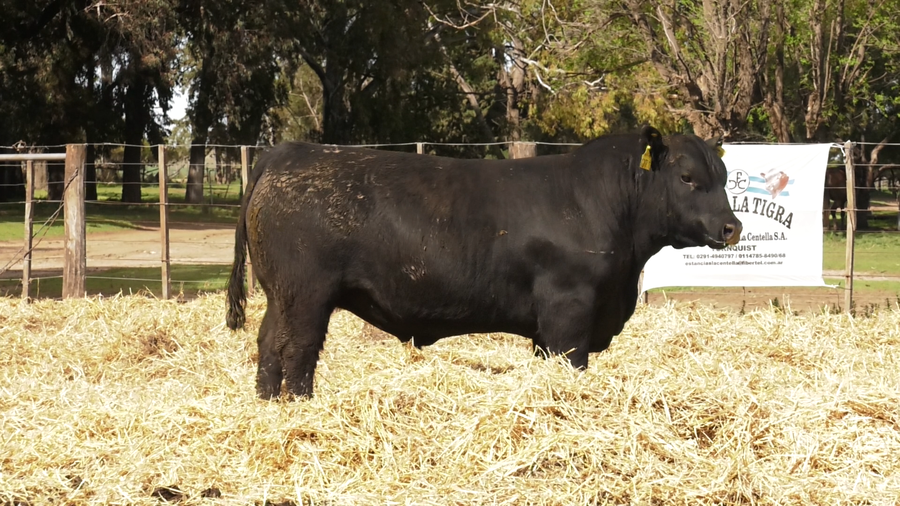 Lote TOROS PUROS CONTROLADOS