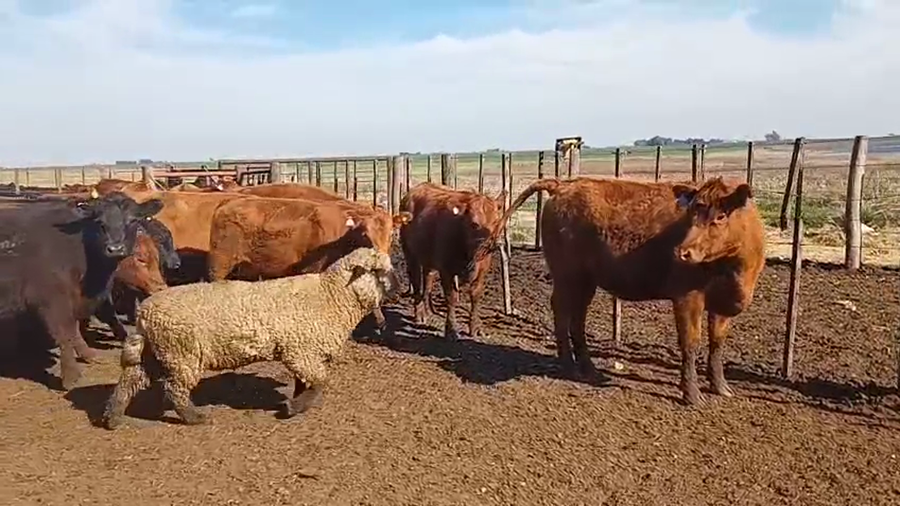 Lote 64 Vaquillonas P/ entorar
