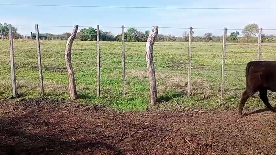 Lote 34 Novillitos y vaquillonas