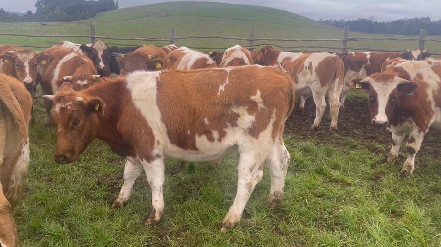 Lote 29 Novillo Engorda en X Región Los Lagos, Puerto Varas