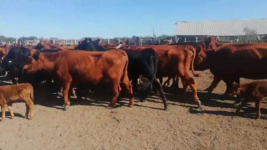 Lote 110 Vacas nuevas Preñadas en San José de Feliciano, Entre Ríos