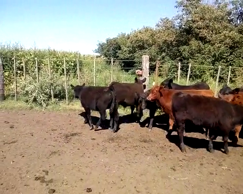 Lote 48 TERNEROS/ AS DE 170/180 KG. LAS FLORES, PBA.