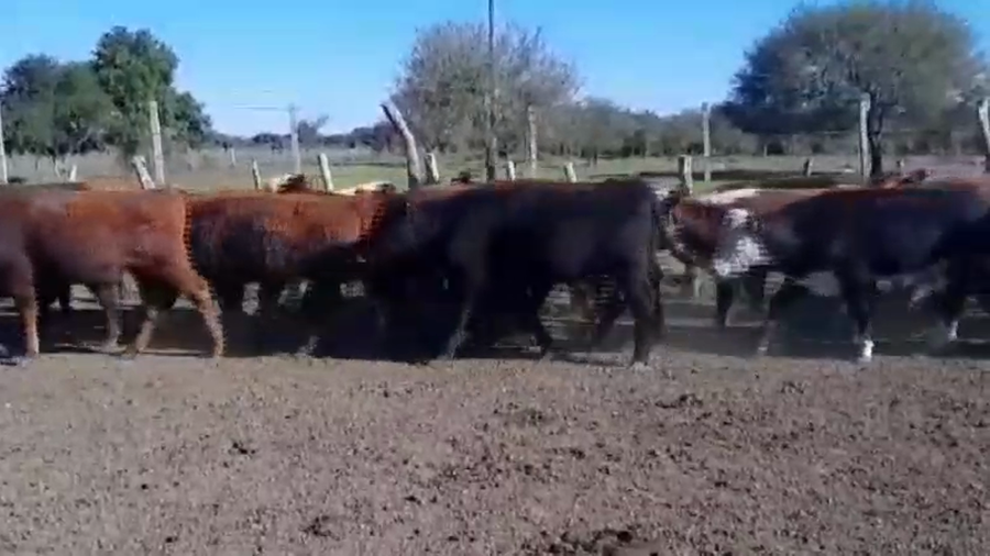 Lote 75 Novillitos en Villaguay, Entre Ríos