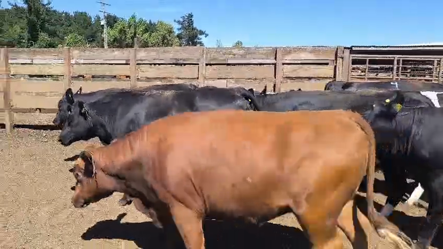 Lote 20 Vaquilla Gorda en Los Ángeles, VIII Región Biobío