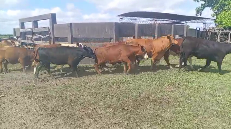Lote 93 Novillitos