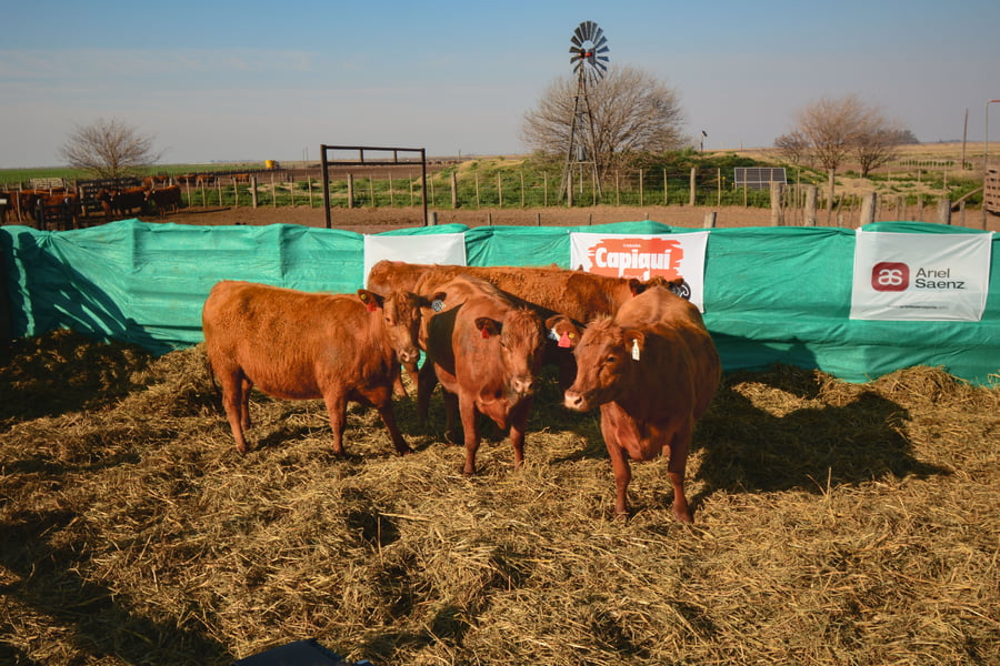 Lote VAQUILLONAS PREÑADAS
