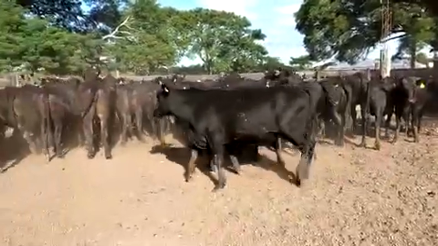 Lote 45 Vaquillonas C/ gtia de preñez en Pto. Eva Perón, Chaco