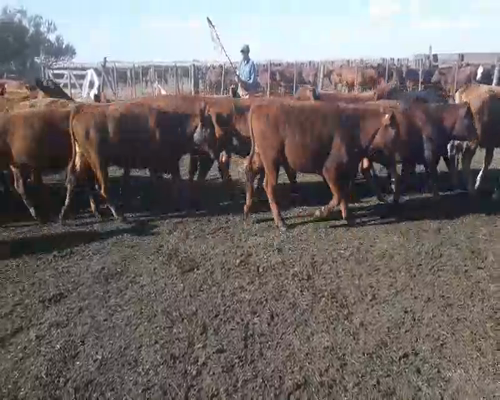 Lote 100 Terneros en arboledas, Buenos Aires