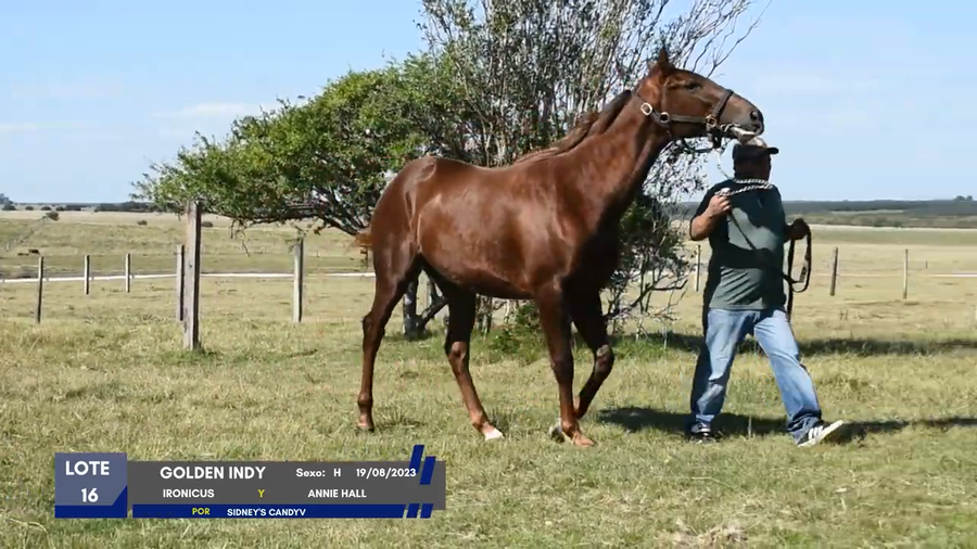 Lote GOLDEN INDY