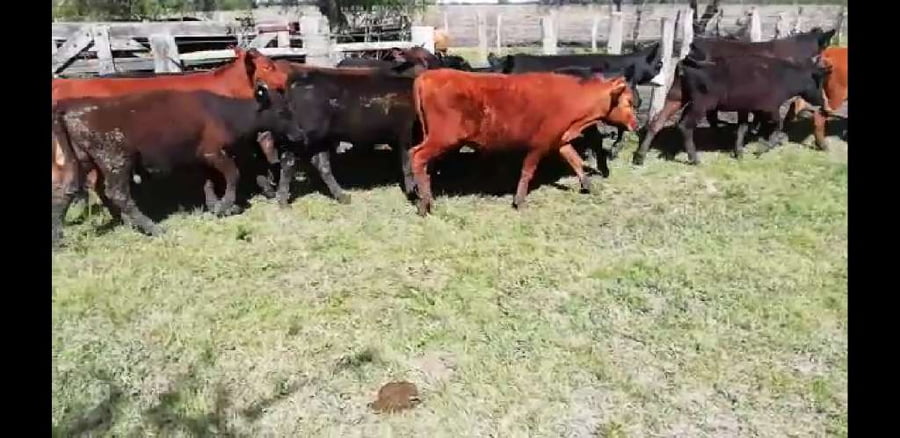 Lote 30 Terneros/as en Villaguay, Entre Ríos