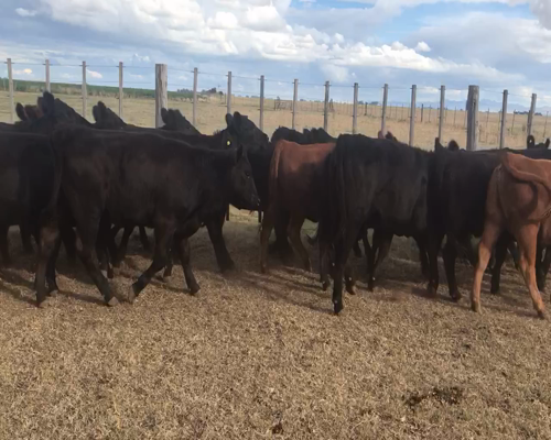 Lote 69 Vaquillonas en Espartillar, Buenos Aires