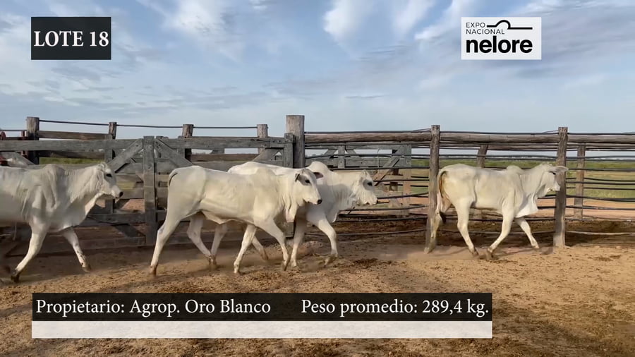 Lote Expo Nacional Terneras - Lote 18