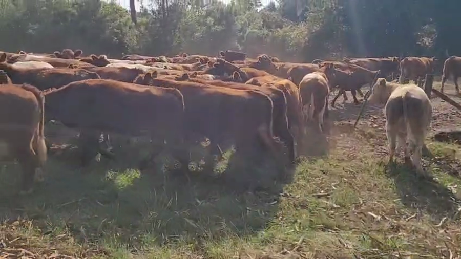 Lote 55 Novillo Engorda en Lago Ranco, XIV Región Los Ríos