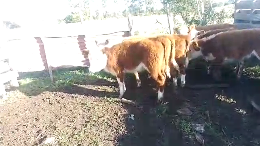 Lote 6 terneras hereford