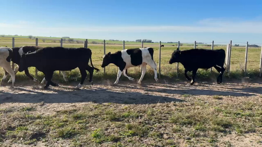 Lote NOVILLOS 1 a 2 AÑOS