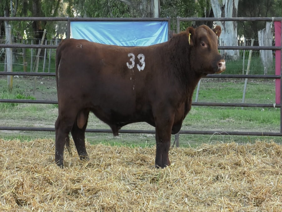 Lote TOROS ANGUS COLORADOS PC