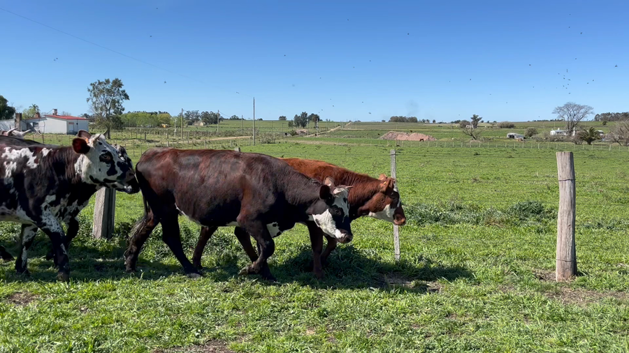 Lote VAQUILLONA ENTORADA