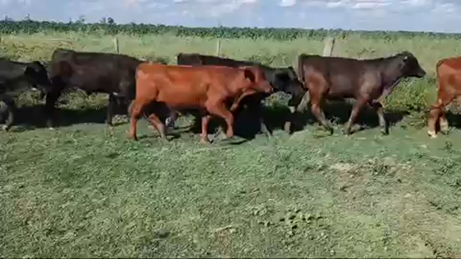 Lote 90 Terneros en Pirané, Formosa