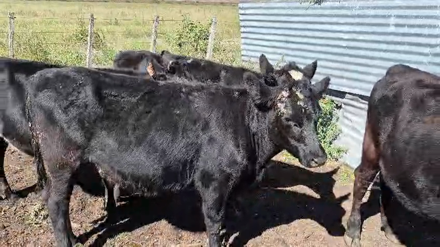 Lote 4 Terneras a remate en Pantalla Camy - Aniversario 31 Años, San José