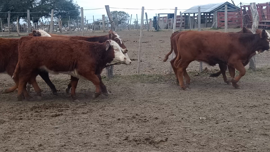 Lote 200 Terneras en Corrientes, Curuzu Cuatia