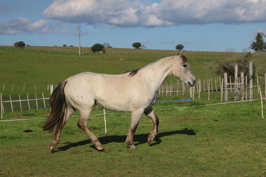 Lote SANTA GLORIA CHIMBA