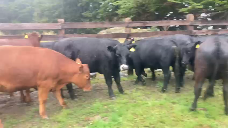 Imagen 2 del Lote Lote 24 Novillo Engorda en Chile Chico, XI Región Aysén