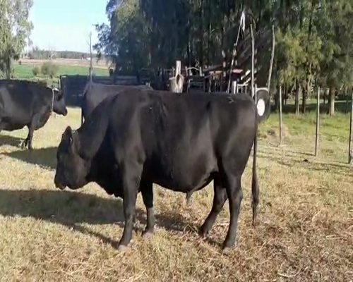 Lote 2 Toros ANGUS a remate en Pantalla Camy 700kg - , San José